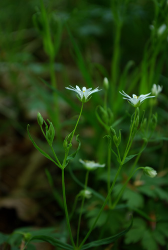 Buskstjrnblomma