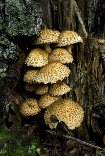 Pholiota squarrosa