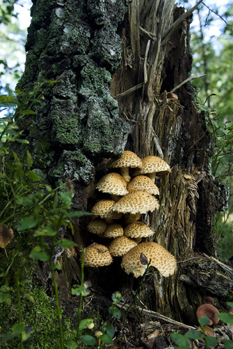 Pholiota squarrosa