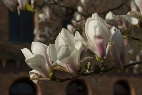 Magnolia