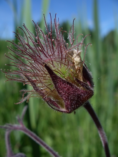 Humleblomster