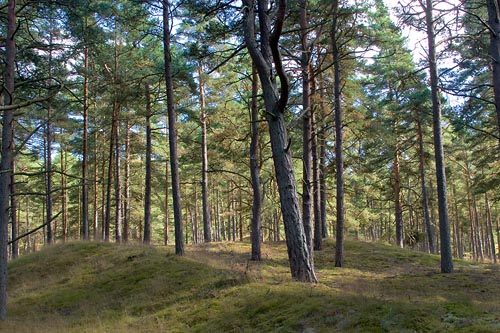 Tallskog i Yngsj