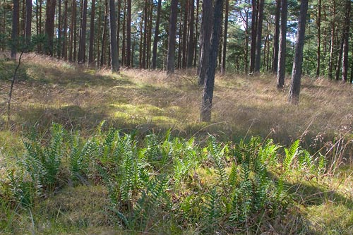 Tallskog i Yngsj