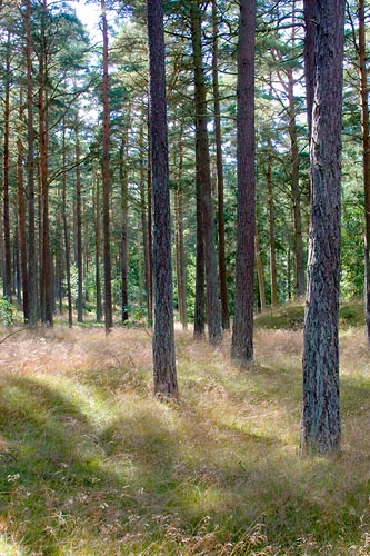 Tallskog i Yngsj