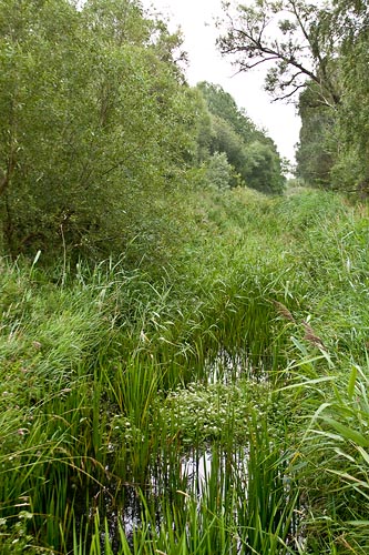 Tolebcken - Egeside