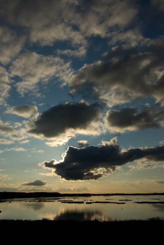 Silvåkra