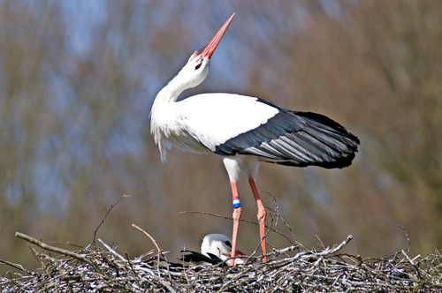 Stork