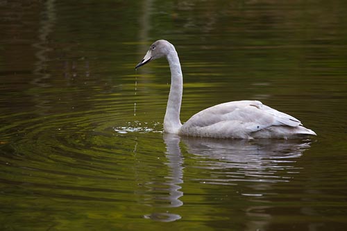 Sngsvan, ungfgel