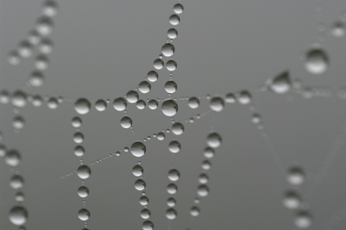 Droppar