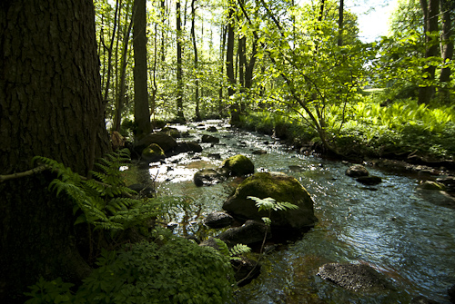 Axelstorps skogar