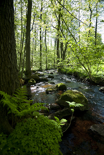 Axelstorps skogar