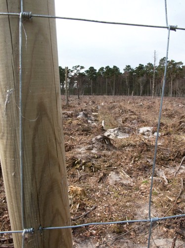 Fryngringsyta av skog