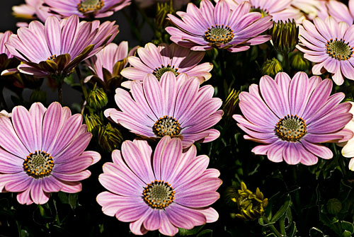 Gazania