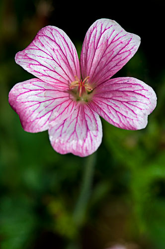 Geranium