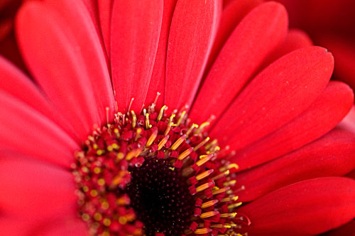 Gerbera