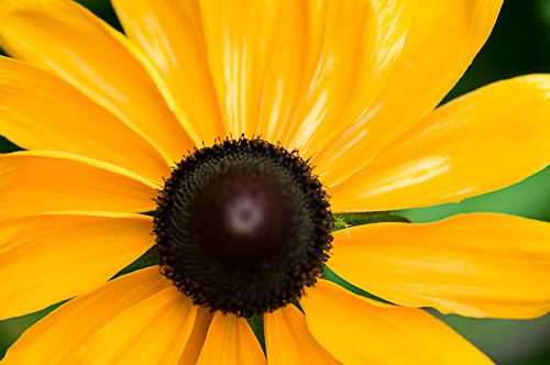 Rudbeckia