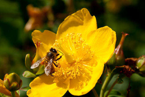 Pollinatör