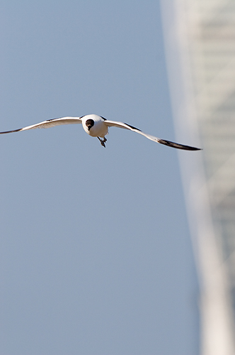 Skrflcka Turning Torso