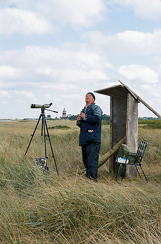 Fgelskdning i Falsterbo