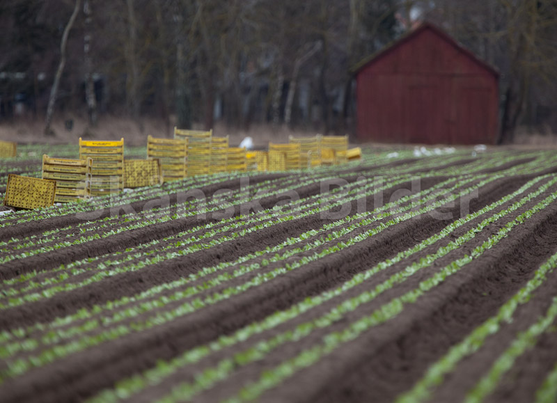 Plantering av sallad